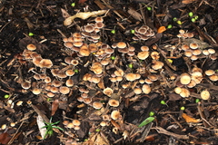 Fungi