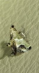 Arescoptera idiotypa