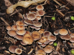 Fungi