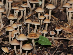 Fungi