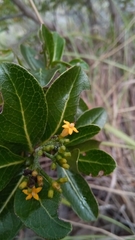 Psychotria isalensis image