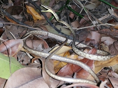 Rutherford's Vine Snake photo 5