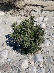 Eriodictyon trichocalyx