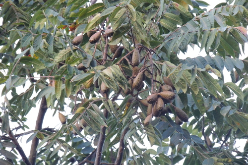 Cedar (Cedrela fissilis)