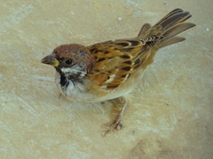 Passer montanus dilutus