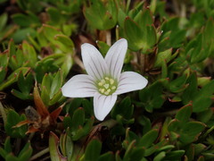Geranium sibbaldioides sibbaldioides