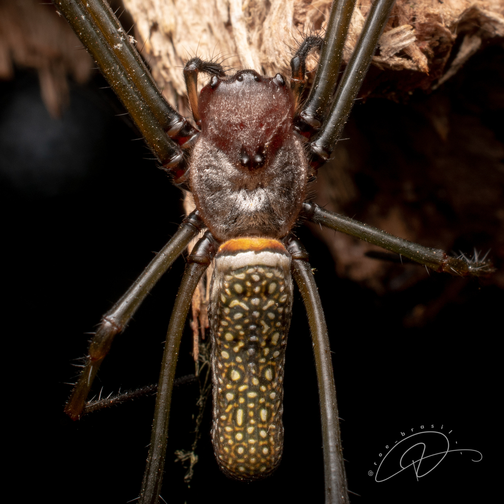 Golden silk orbweaver (Trichonephila clavipes)