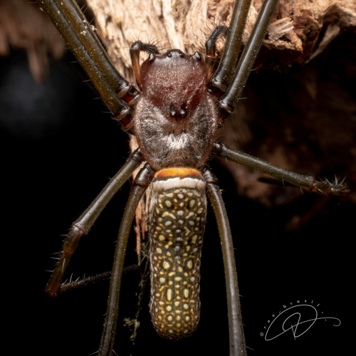 Golden Silk Spider, photo 8 of 8