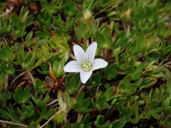 Geranium sibbaldioides sibbaldioides