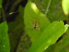 Micrathena furcata
