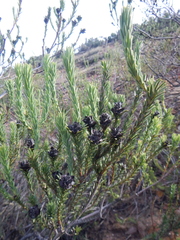 Leucadendron stellare