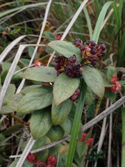 Gaultheria glomerata