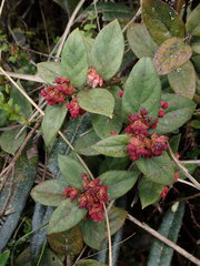 Gaultheria glomerata