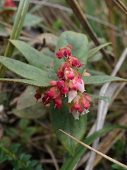 Gaultheria glomerata