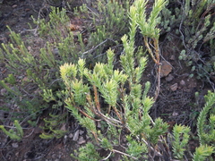 Leucadendron stellare