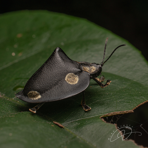 Mesomphalia turrita (Illiger, 1801)