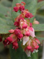 Gaultheria glomerata
