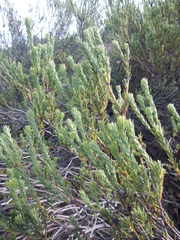 Leucadendron stellare