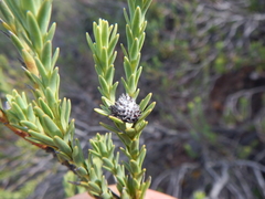 Leucadendron stellare