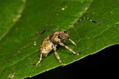 Phloeobius