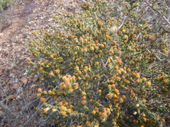 Marasmodes spinosa