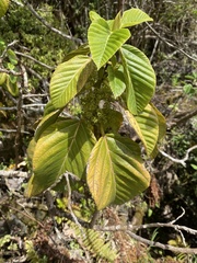 Urera glabra