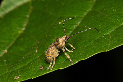 Phloeobius