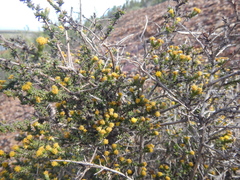 Marasmodes spinosa