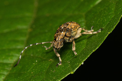 Phloeobius