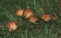 Hortiboletus