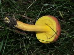 Hortiboletus