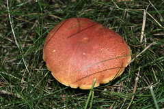 Hortiboletus