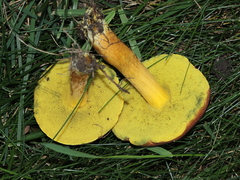 Hortiboletus
