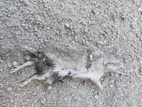 Desert Pocket Mouse