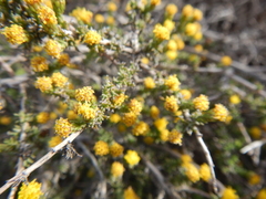 Marasmodes spinosa