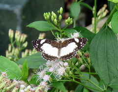Janatella leucodesma