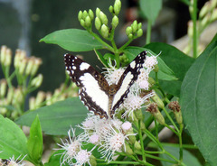 Janatella leucodesma