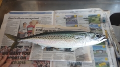 Scomber australasicus