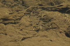 Rhinichthys atratulus