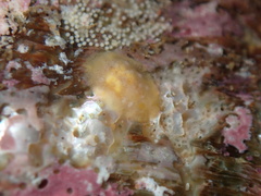 Doriopsilla rowena