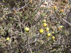 Marasmodes spinosa