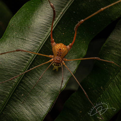 daddy longlegs