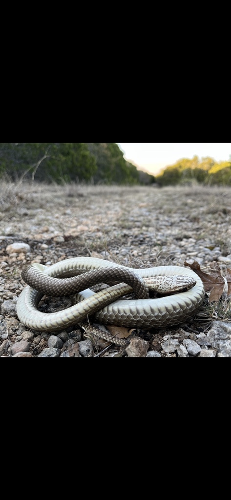 Western Coachwhip from Kempner, TX, US on March 27, 2022 at 08:30 PM by ...