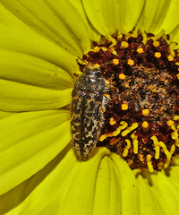 Acmaeodera labyrinthica