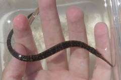 Syngnathus floridae