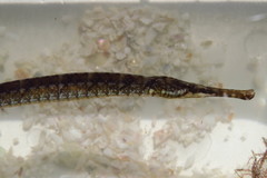 Syngnathus floridae