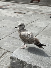 Larus argentatus