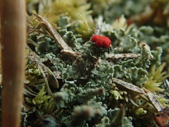 Cladonia didyma