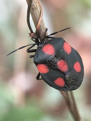 Brachystethus rubromaculatus
