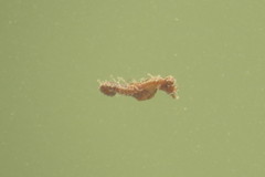 Hippocampus zosterae